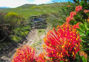 Botanical 4x4 Tour