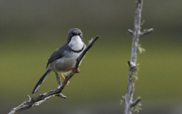 lady_stanford_river_cruise_bird_watching_1560237419