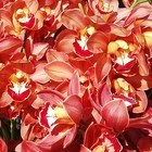 Stanford - Eikenhoff Orchid Nursery - Cymbidium Fiery Beauty