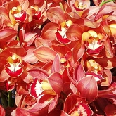 Stanford - Eikenhoff Orchid Nursery - Cymbidium Fiery Beauty