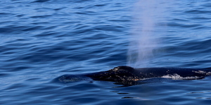 The Humpbacks gave us a super close encounter…
