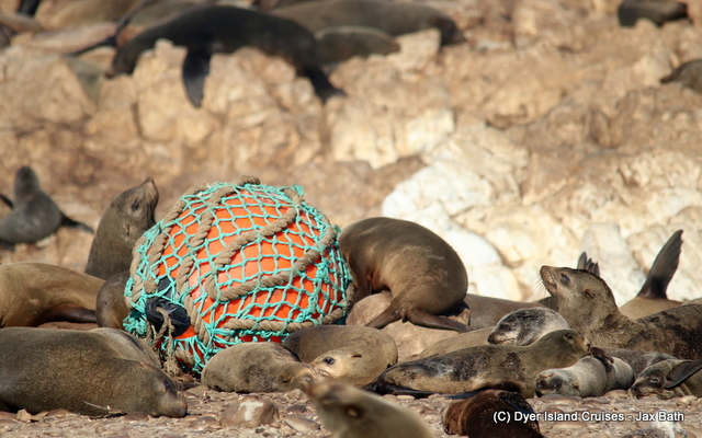 Look at this seal loving his ball.