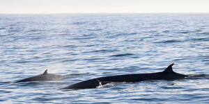 We started off our trip with a Brydes Whale and her beautiful baby.