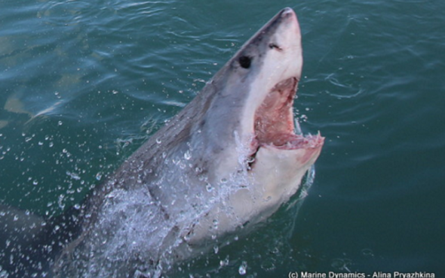 marine_dynamics_1_1561619939