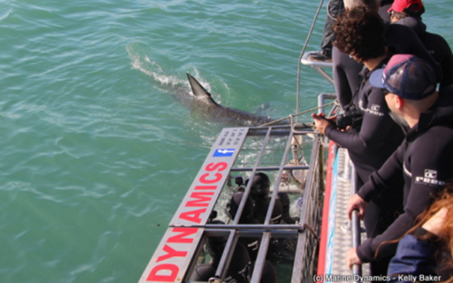 marine_dynamics_3_1561619940