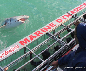 Daily Blog 26 June 2019 | Shark Diving in South Africa