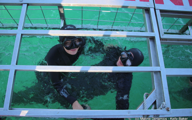 marine_dynamics_shark_tours_1_1562232883