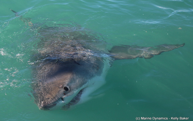 marine_dynamics_shark_tours_2_1562232884