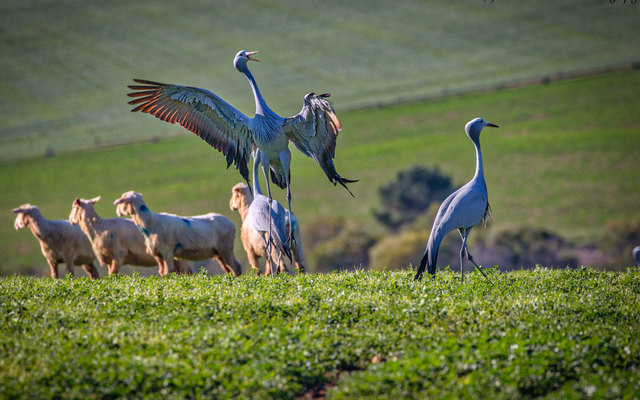 Napier - Herman van Bon Photography
