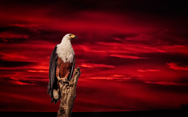 Napier - Herman van Bon Photography