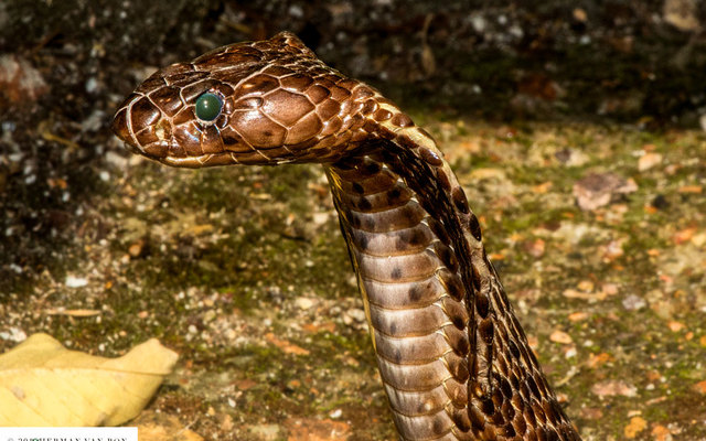 Napier - Herman van Bon Photography