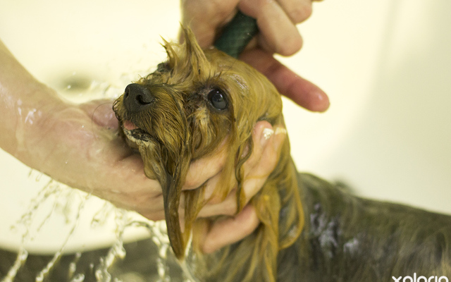 hermanus_animals_pet_care_grooming_canine_couture_bathing_yorkie_1544798093_1562594486