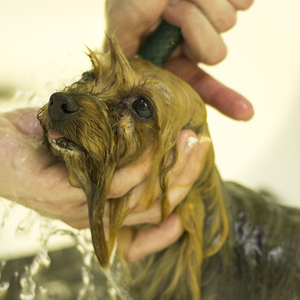 hermanus_animals_pet_care_grooming_canine_couture_bathing_yorkie_1544798093_1562594486