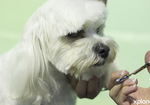 The Importance of Dog Grooming