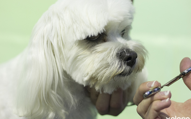 hermanus_animals_pet_care_grooming_canine_couture_careful_cutting_around_ears_1544798219_1562594488