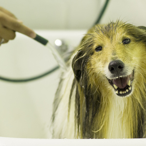 hermanus_animals_pet_care_grooming_canine_couture_happy_bathing_1544798322_1562594487