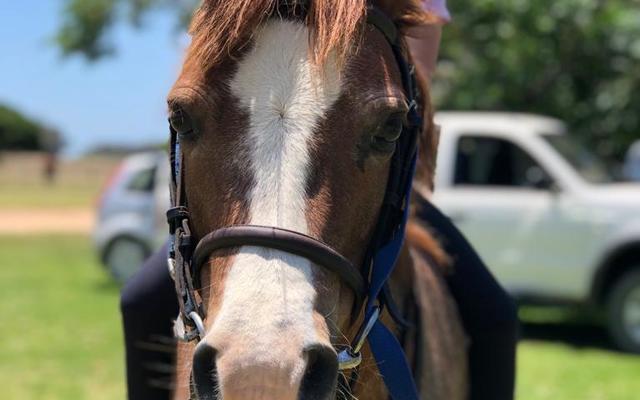 Bredasdorp - Pony Pals - Children’s Parties