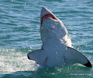 A Fantastic Great White Shark & Some Beautiful Whales, 09 July 2019