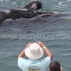 Hermanus - Percy Tours - Land Based Whale Watching Walking Tours