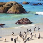 Hermanus - Percy Tours - Penguins