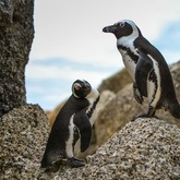 Bringing African Penguins Back