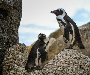 Getting African Penguin Back To De Hoop!