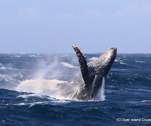 Breaching Humpback Whales and Salty Sea Spray, 22 July 2019