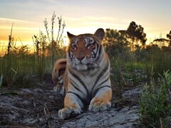 Meat Donations Needed!