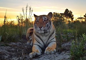 Meat Donations Needed!