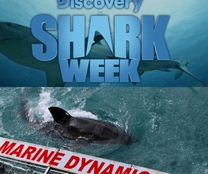 Shark Week 2019 ft. Marine Dynamics