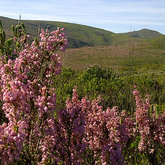 Fynbos