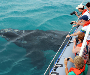 Whale Watching at Grootbos