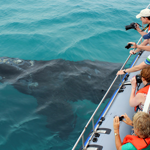 Gansbaai - Grootbos - Boat Based Whale Watching