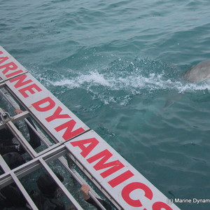 Gansbaai - Marine Dynamics - Shark Cage Diving