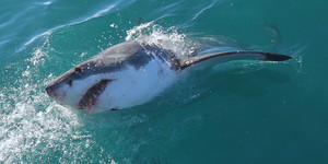 Gansbaai - Marine Dynamics - Shark Cage Diving