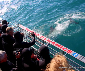 Daily Blog 04 August 2019 | Cage Diving South Africa