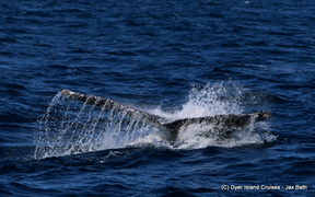 A Fantastic Sea Day, 04 August 2019