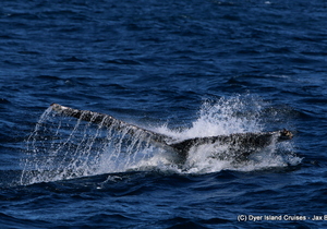 A Fantastic Sea Day, 04 August 2019