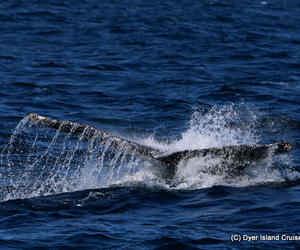 A Fantastic Sea Day, 04 August 2019