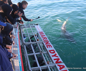 Daily Blog 15 August 2019 | Cage Diving South Africa