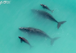 90% of Southern Right Whales are at De Hoop on the Overberg Coastline!