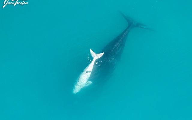 White Calves White Calves