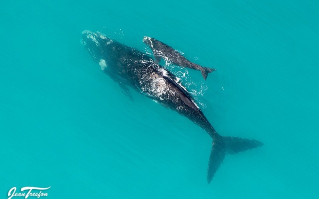 de_hoop_collection_4_1566206548 de_hoop_collection_4_1566206548