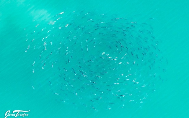 Southern Right Whales Southern Right Whales