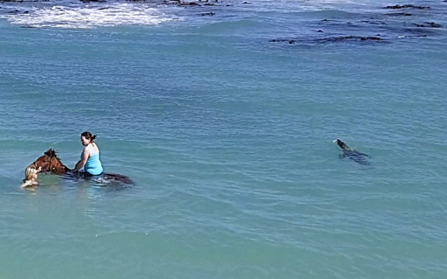 Gansbaai & Pearly Beach Horse Trails