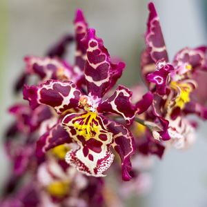 stanford_nursery_eikenhoff_orchid_nursery_dark_purple_yelloow_orchid_1534158941_1566482377
