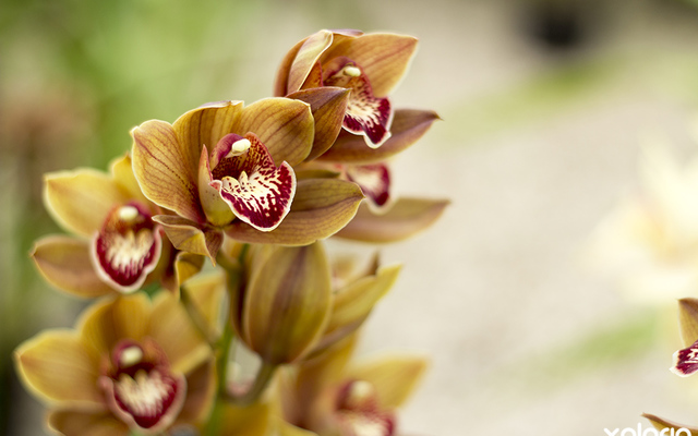 stanford_nursery_eikenhoff_orchid_nursery_orange_and_red_orchid_1534158757_1566482377