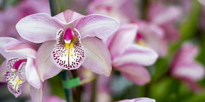 stanford_nursery_eikenhoff_orchid_nursery_pink_orchid_1534158789_1566482379