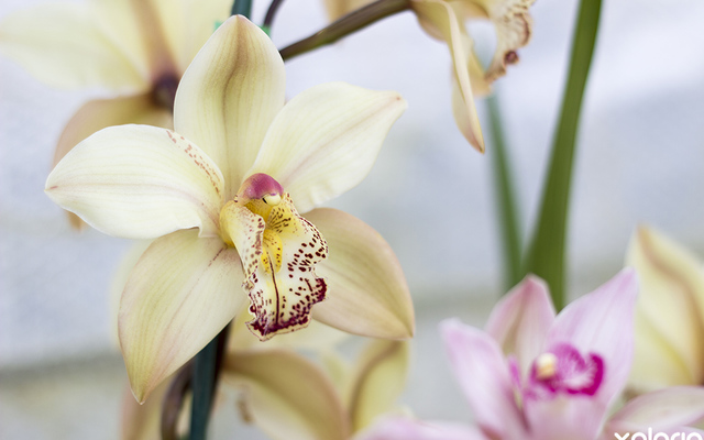 stanford_nursery_eikenhoff_orchid_nursery_white_orchid_1534159314_1566482378