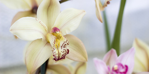 stanford_nursery_eikenhoff_orchid_nursery_white_orchid_1534159314_1566482378